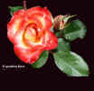 WebExpositionRose.jpg (465869 bytes)